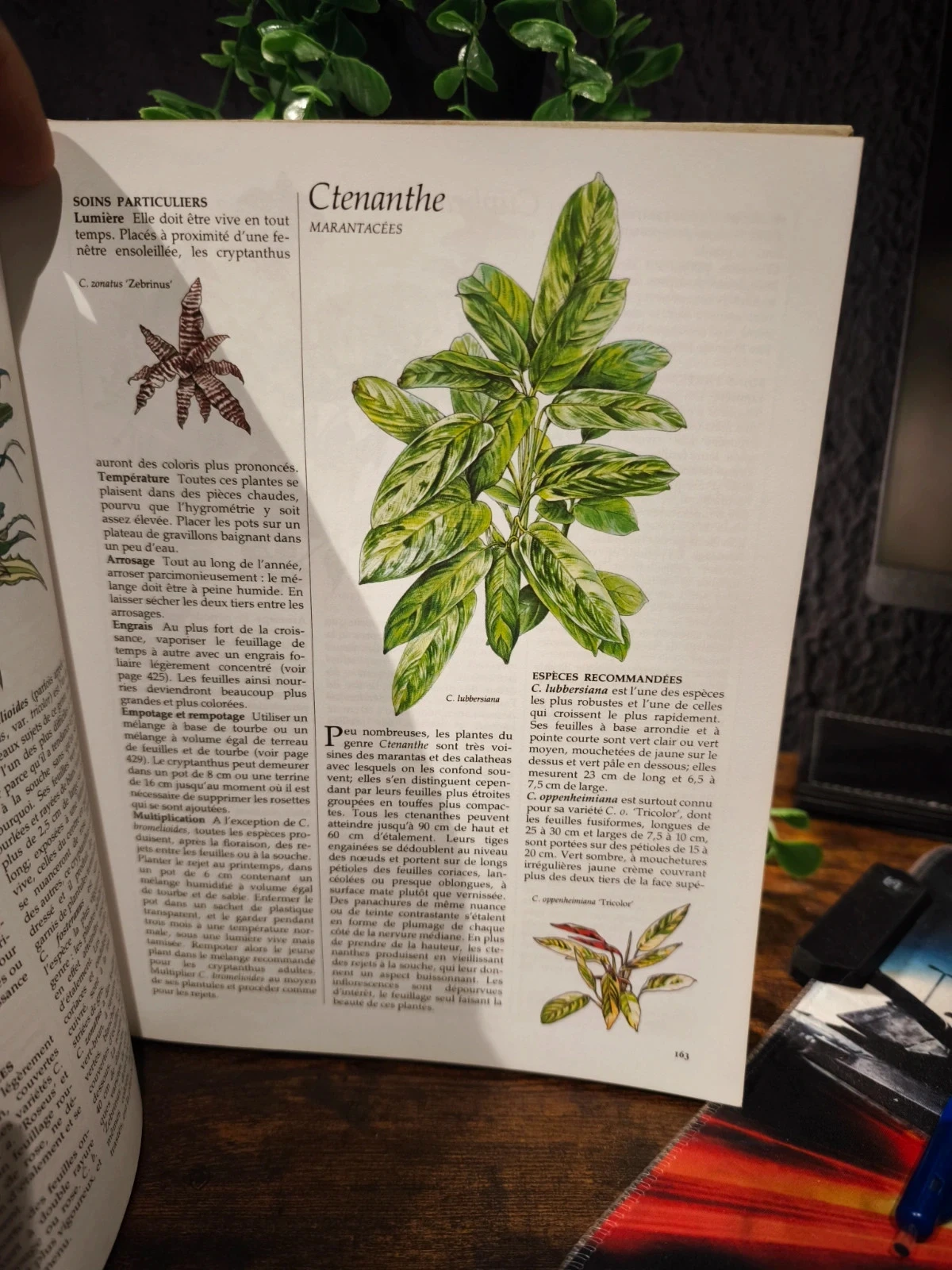 Gids voor kamerplanten reader's digest – photo 3